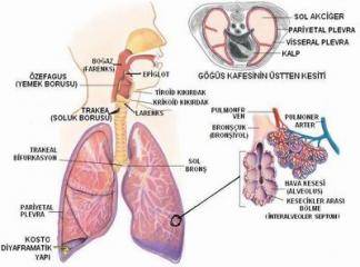 Akciğer kanaması hastalığı bitkilerle tedavi