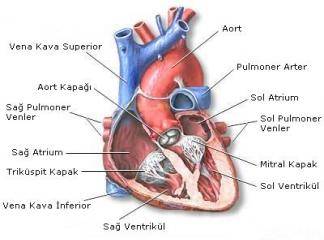 Kalp Aort Damarı
