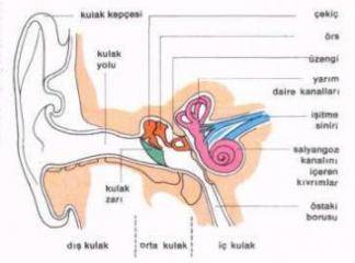 kulak zarı incelmesi nedenleri