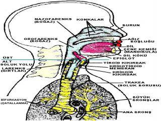 Solunum Sisteminin Anatomisi
