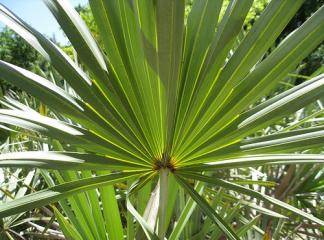 Saw Palmetto And Nettle Root Extract