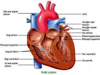 kalp hastalıkları isimleri nedir