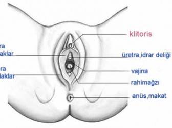 Klitoris Nedir?