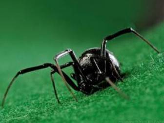 Örümcek Isırması