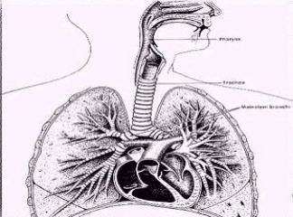 akciğer embolisi tedavisi ne kadar sürer
