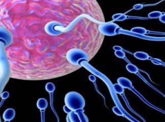 Sperm Sayısını Artıran Bitkiler