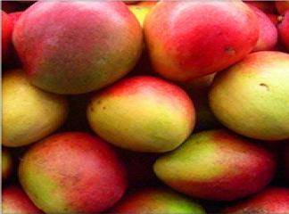 African Mango Nerede Yetişir