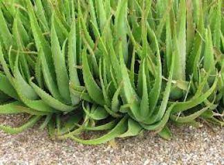 Aloe Vera Bitkisi Nerede Satılır