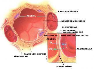 Alveollerde Sürfaktanın Görevleri